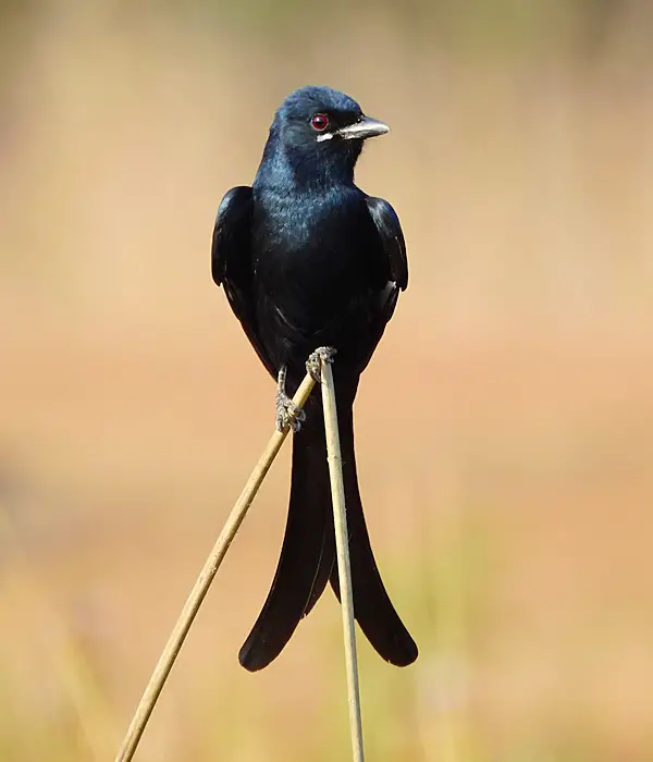 Black drongo