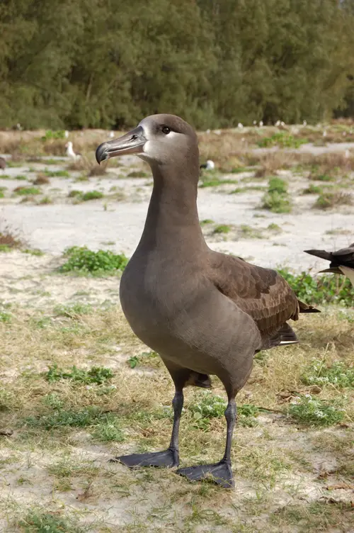 Black-footed albatross