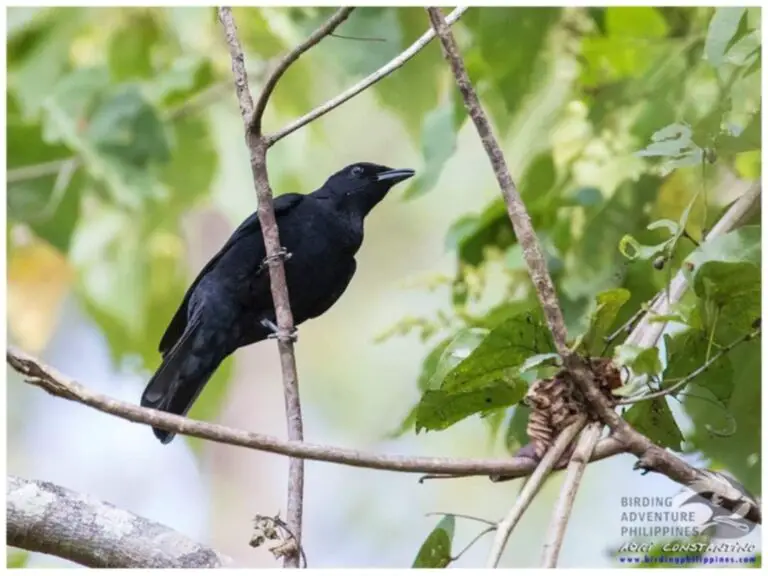 Blackish cuckooshrike