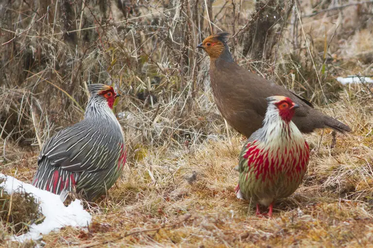 Blood pheasant