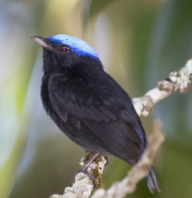 Blue-crowned manakin