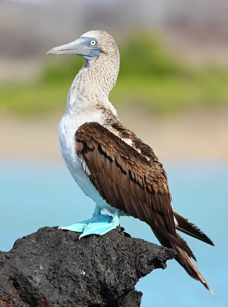 Blue-footed booby