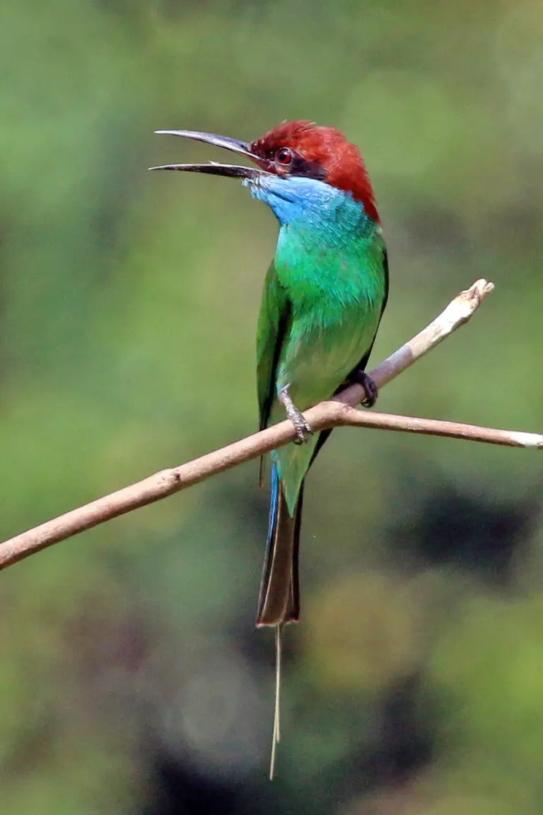 Blue-throated bee-eater