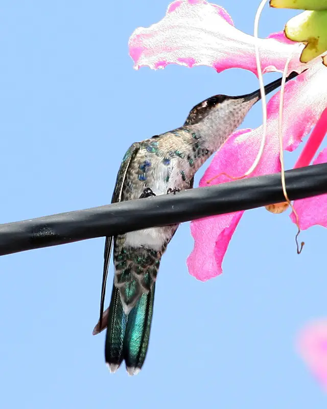 Blue-tufted starthroat