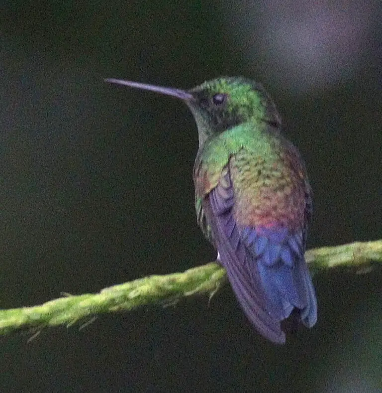 Blue-vented hummingbird