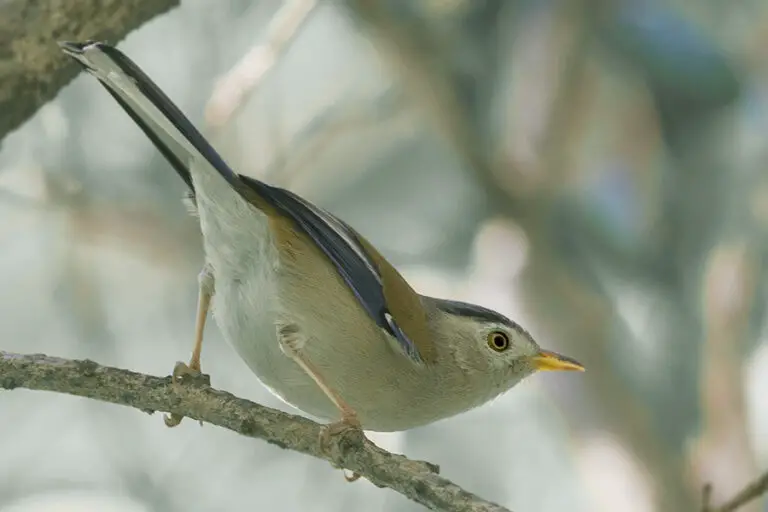 Blue-winged minla