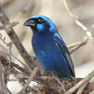 Blue bunting