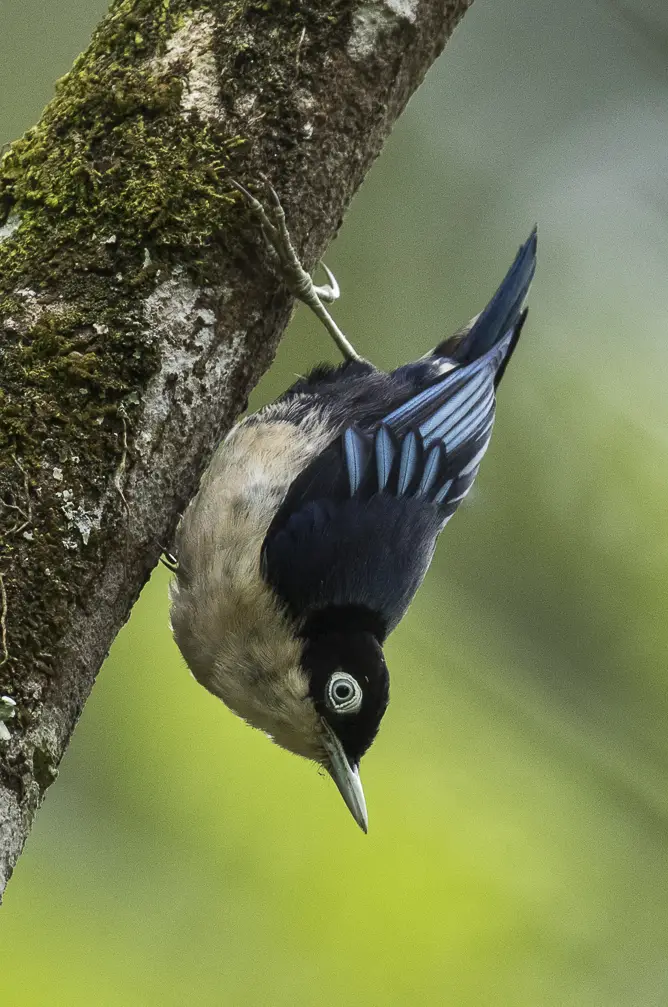 Blue nuthatch