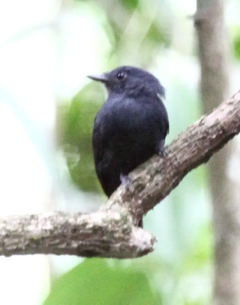 Bluish-slate antshrike