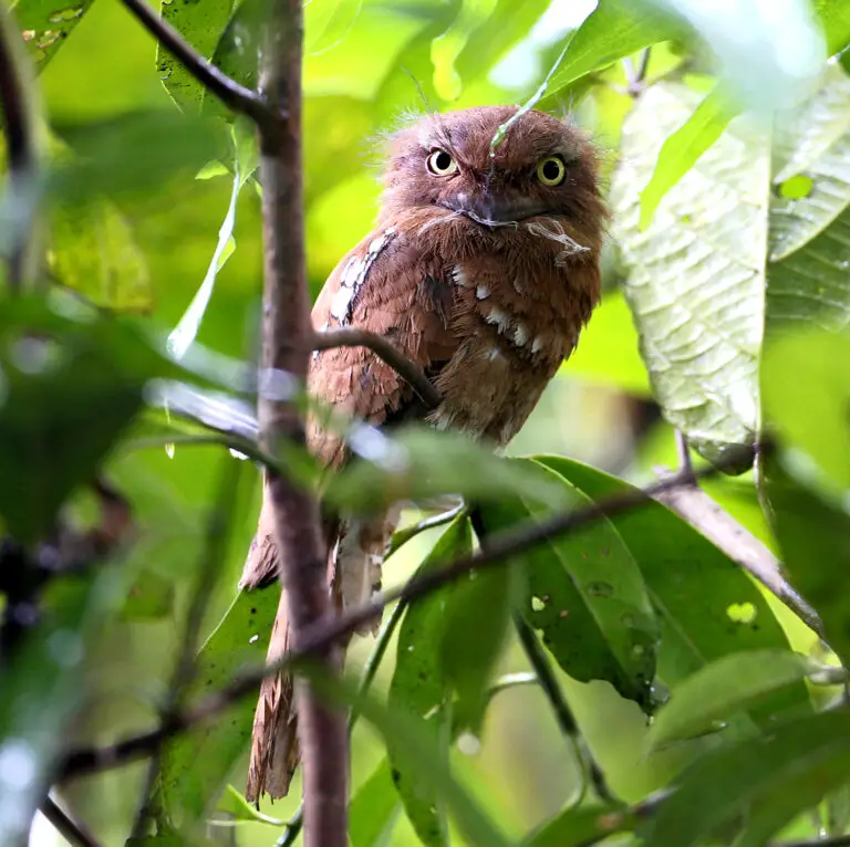 Blyth's frogmouth