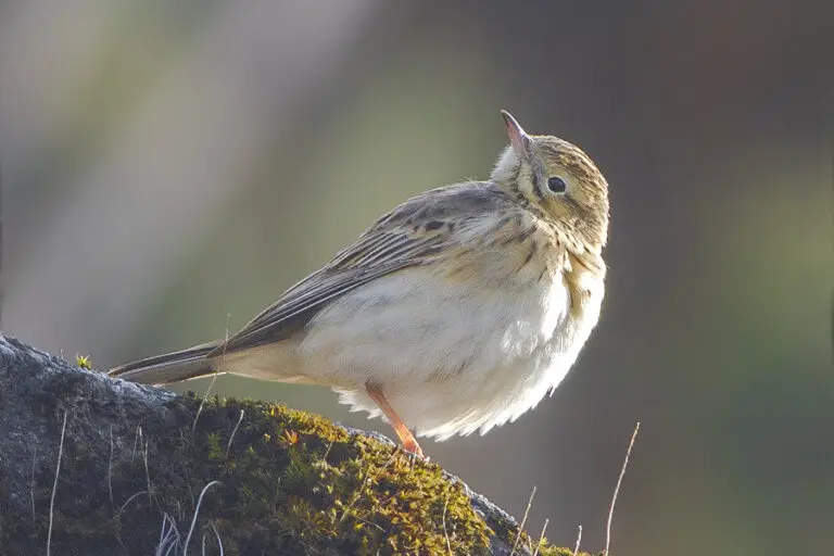 Blyth's pipit