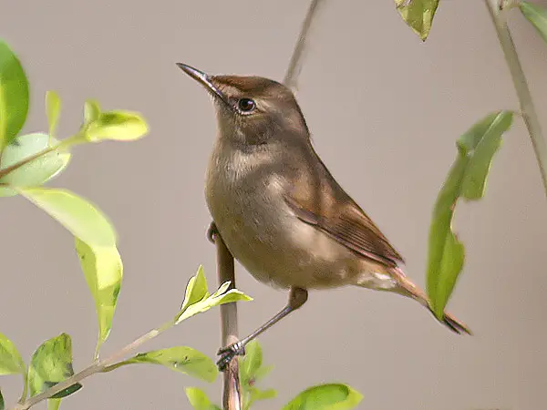 Blyth's reed warbler