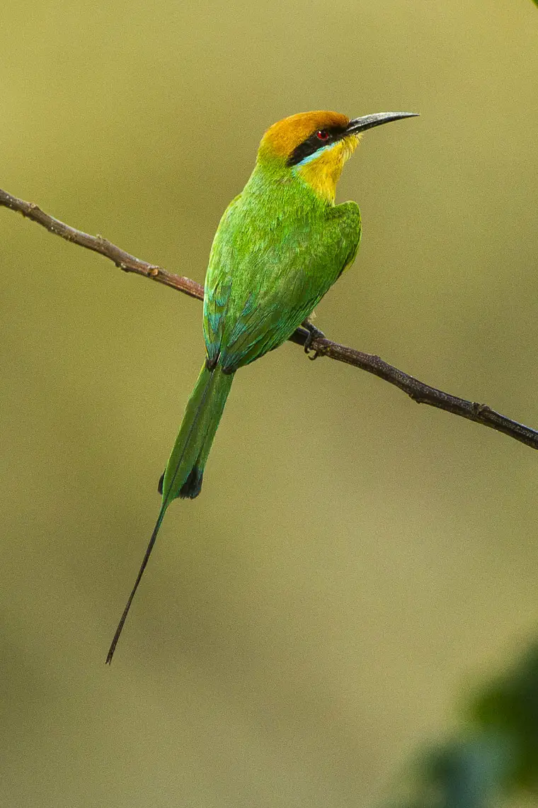 Böhm's bee-eater