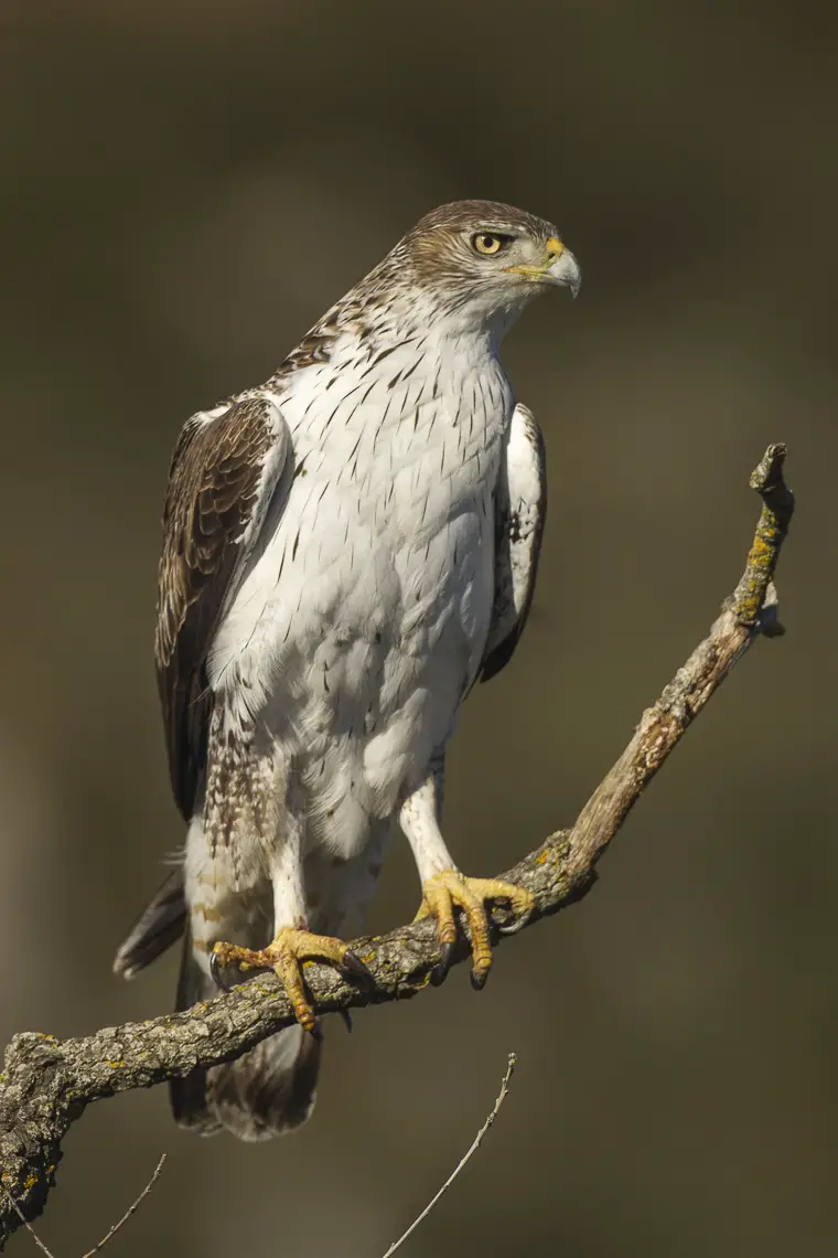 Bonelli's eagle