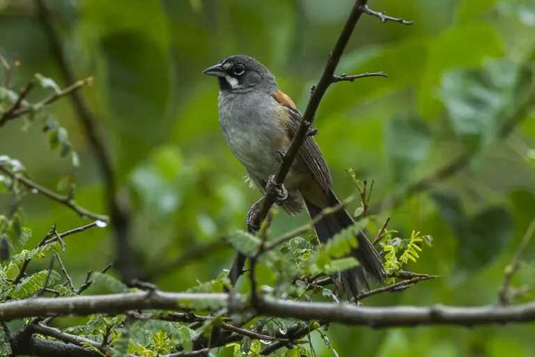 Bridled sparrow