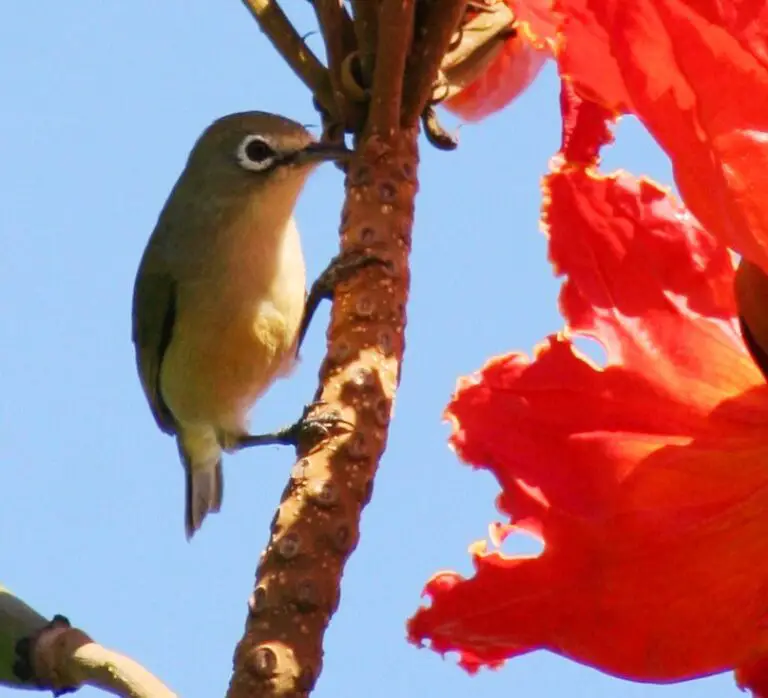 Bridled white-eye