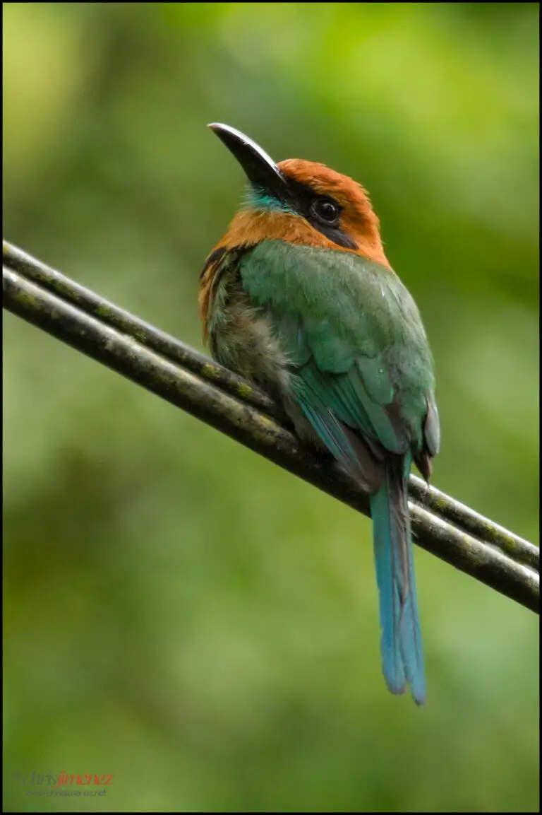 Broad-billed motmot