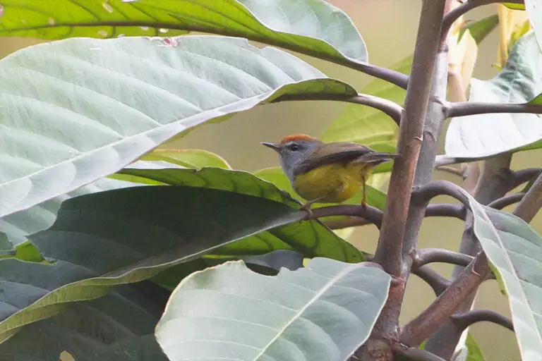 Broad-billed warbler