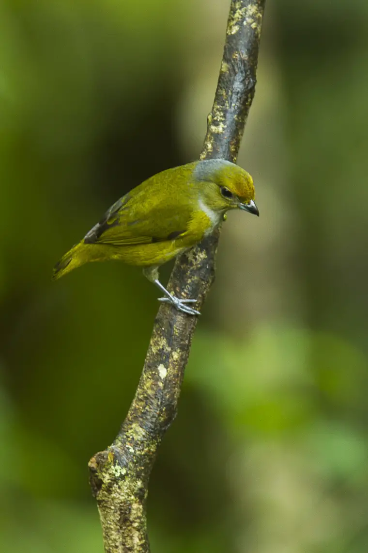 Bronze-green euphonia