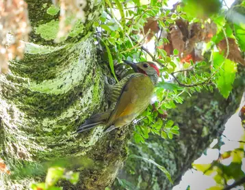 Bronze-winged woodpecker