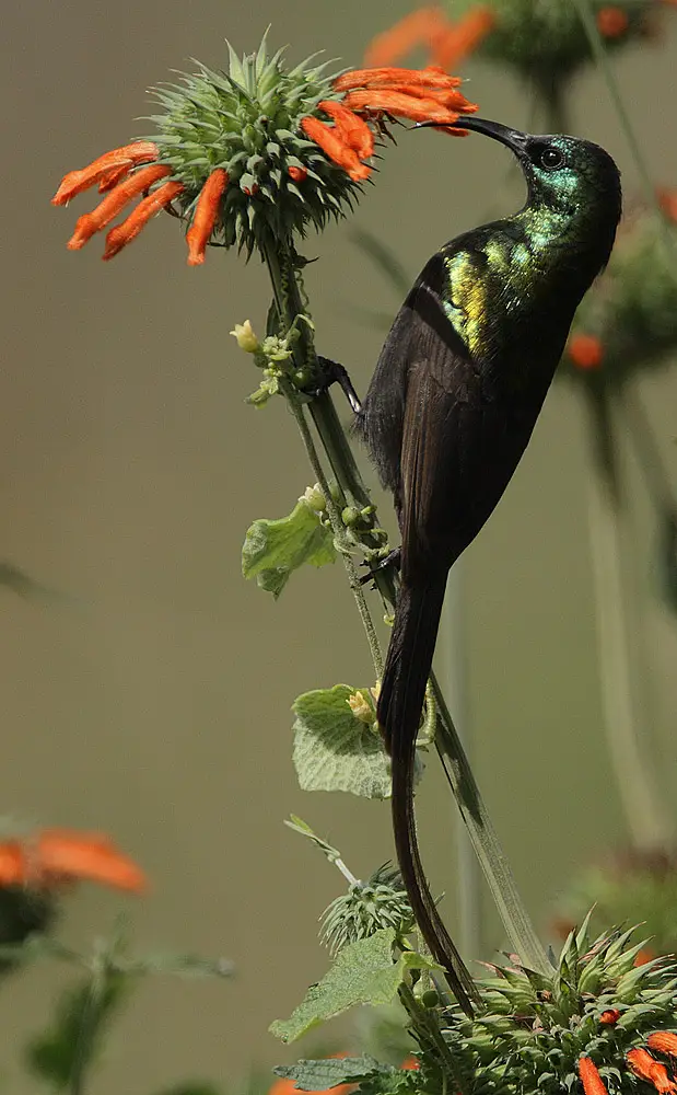 Bronzy sunbird