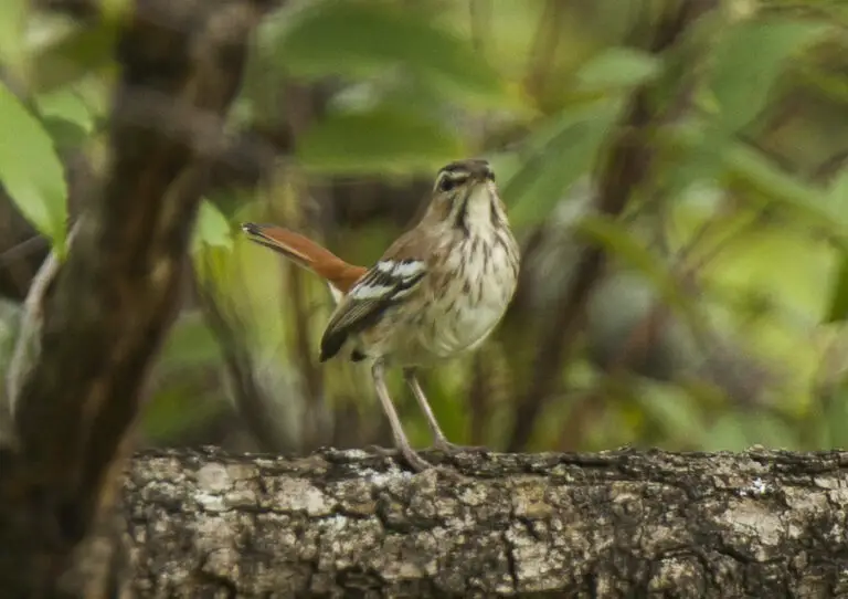 Brown-backed scrub robin