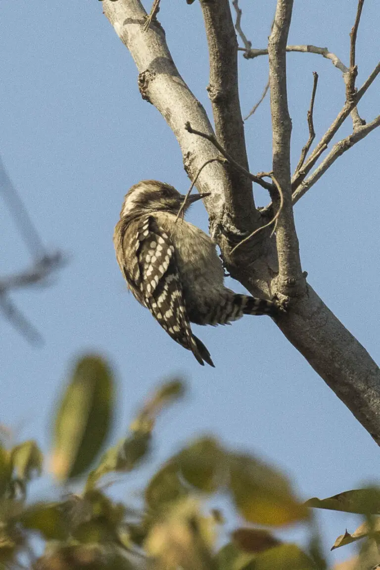 Brown-backed woodpecker