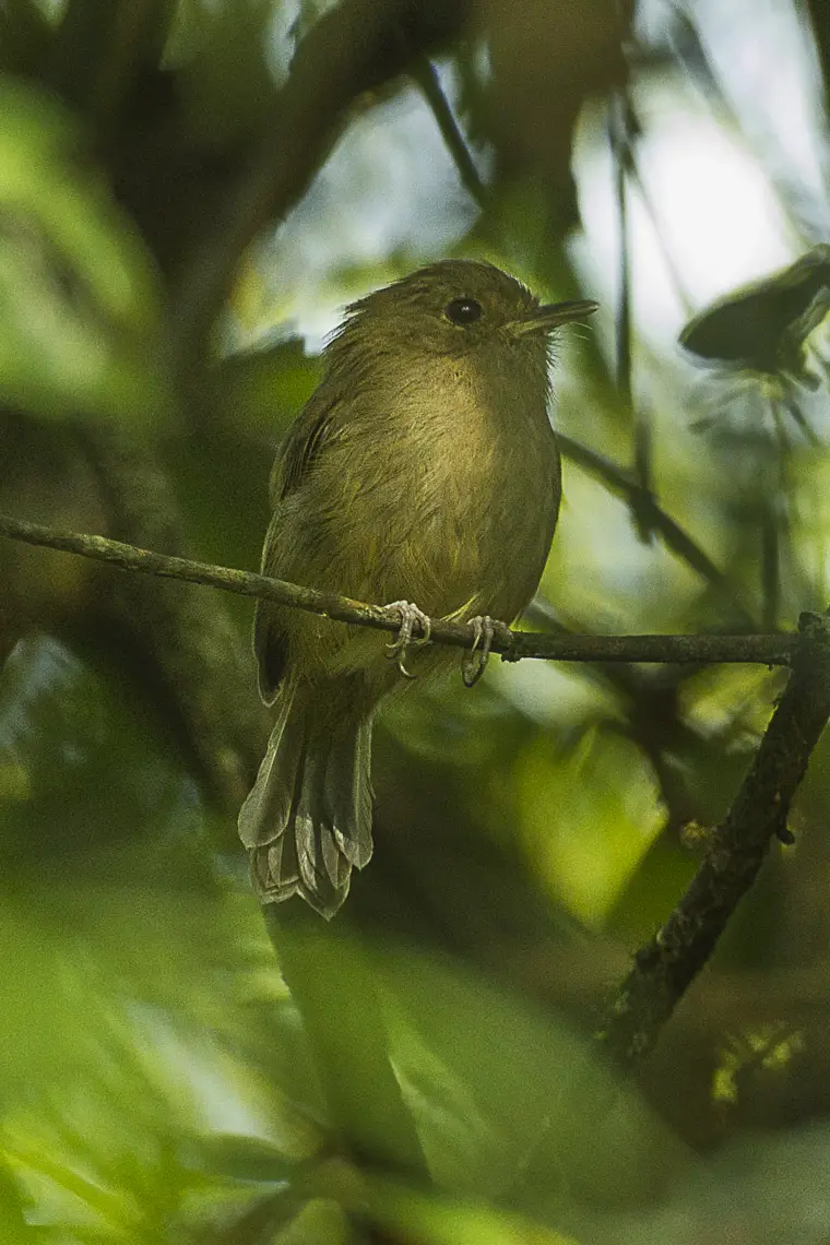 Brown-breasted bamboo tyrant