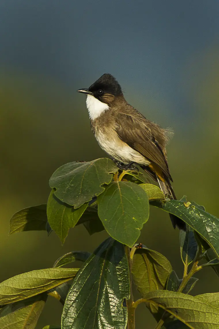 Brown-breasted bulbul