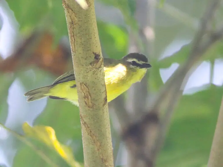 Brown-capped tyrannulet