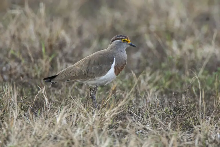 Brown-chested lapwing