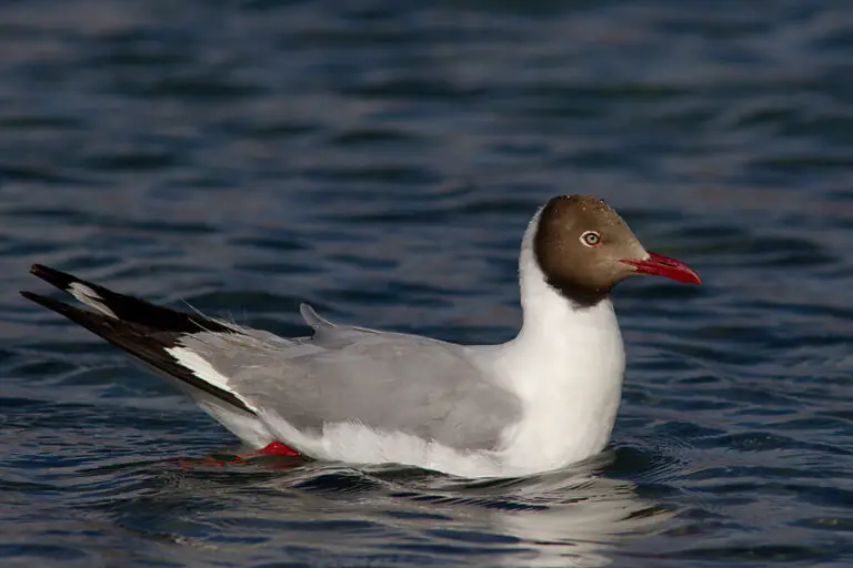 Brown-headed gull