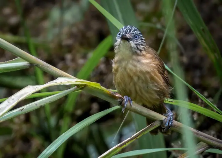 Brown tit-babbler