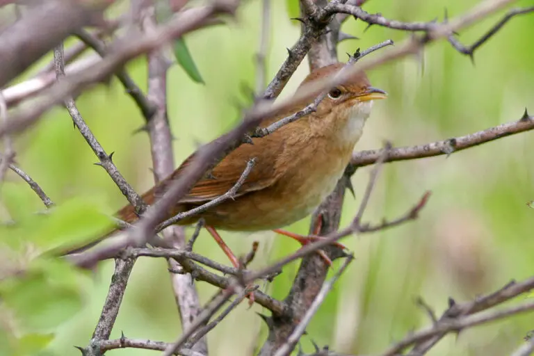 Brown bush warbler