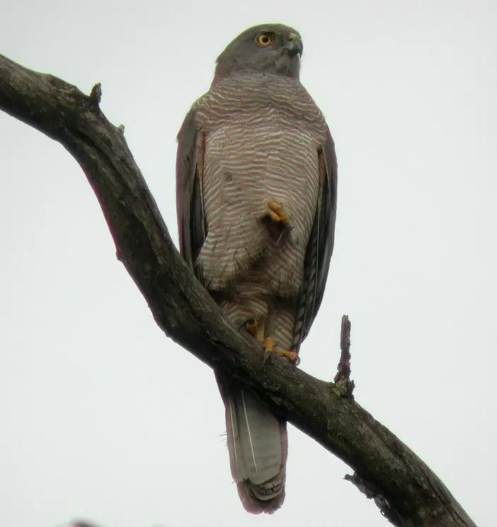 Brown goshawk