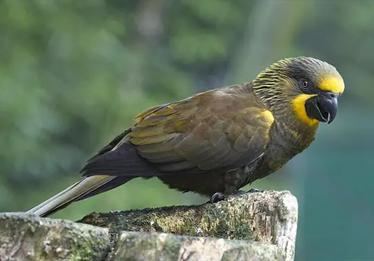 Brown lory