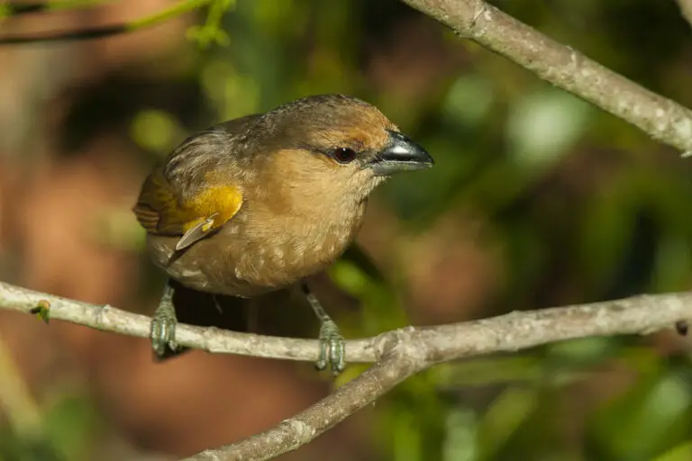 Brown tanager