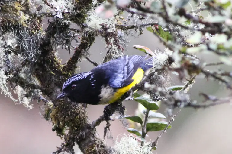 Buff-breasted mountain tanager