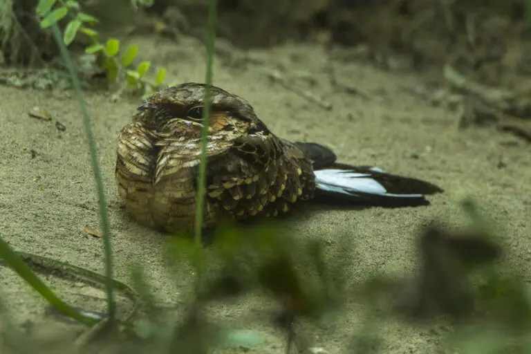 Buff-collared nightjar