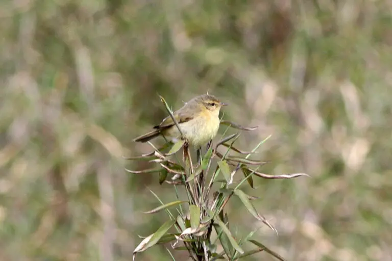 Buff-throated warbler