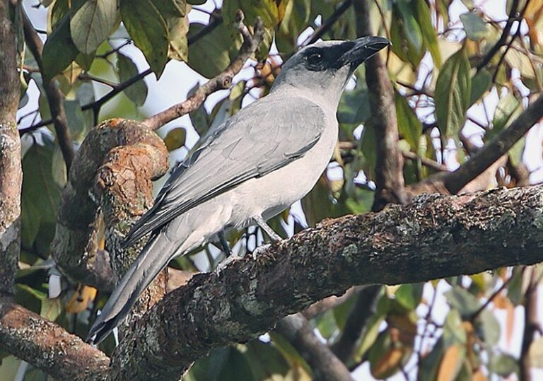 Buru cuckooshrike