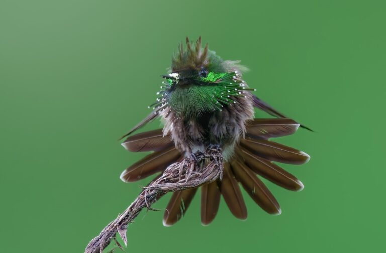 Butterfly coquette (Lophornis verreauxii)