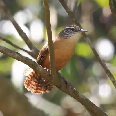 Buff-breasted wren