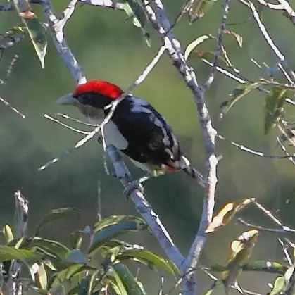 Black-girdled barbet