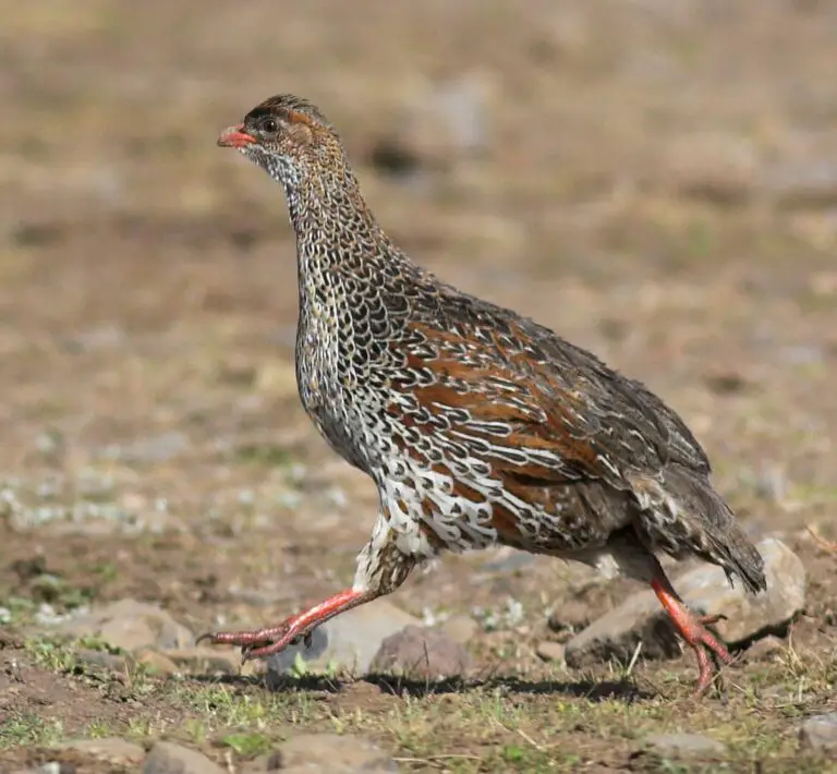 Black-fronted spurfowl