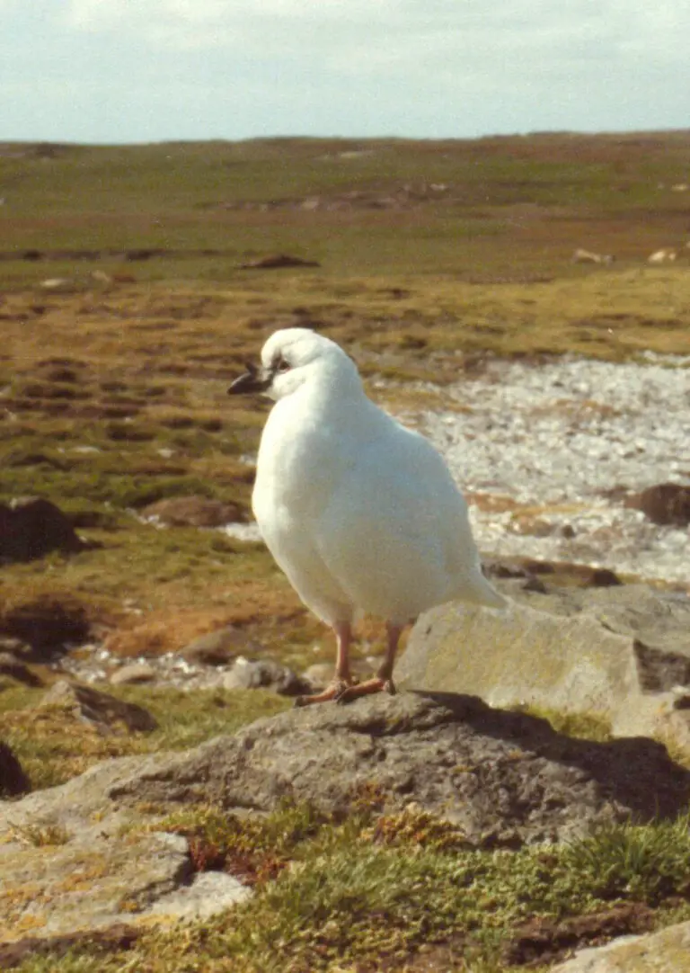 Black-faced sheathbill