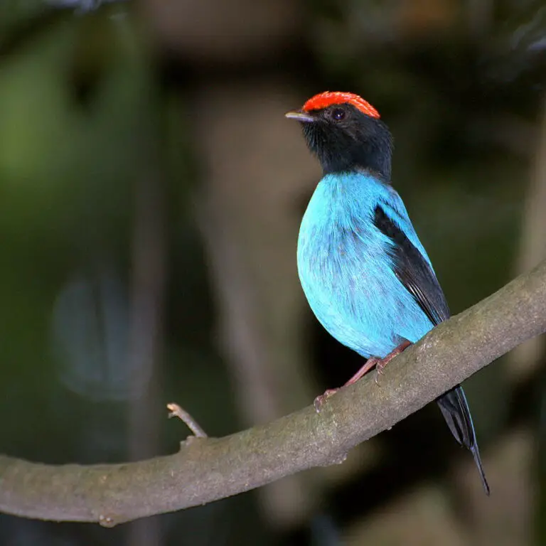 Blue manakin