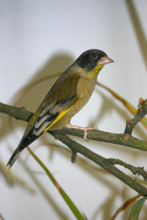 Black-headed greenfinch