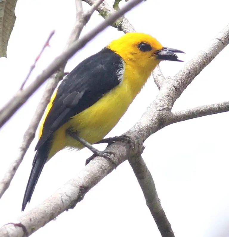 Black-and-yellow tanager