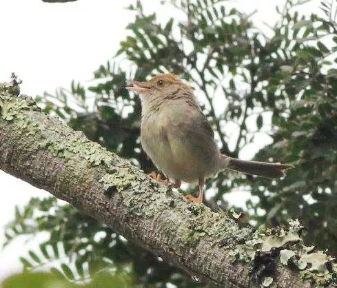 Black-tailed cisticola